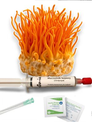 Cordyceps Maczużnik Bojowy grzybnia płynna
