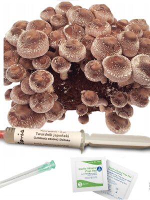 Shiitake Twardnik Japoński grzybnia płynna własna uprawa