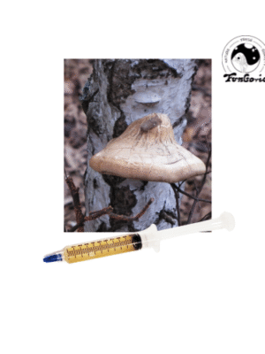 Białoporek brzozowy- grzybnia płynna - 10 ml