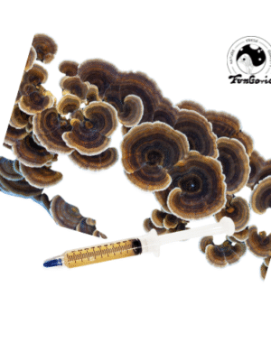 Wrośniak wielobarwny (turkey tail)- grzybnia płynna - 10 ml