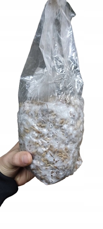 Przerośnięte ziarno grzybnią