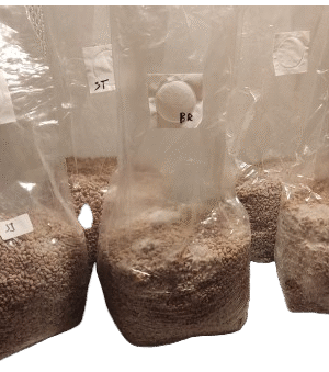 Ziarno gotowe do zaszczepienia 600-650g