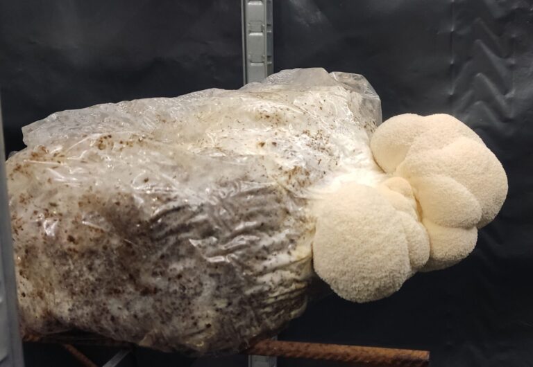 Soplówka jeżowata – lion’s mane – od kuchni