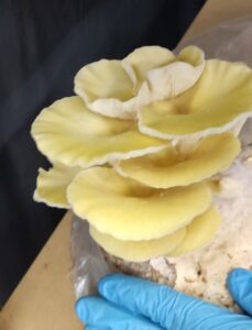 boczniak cytrynowy