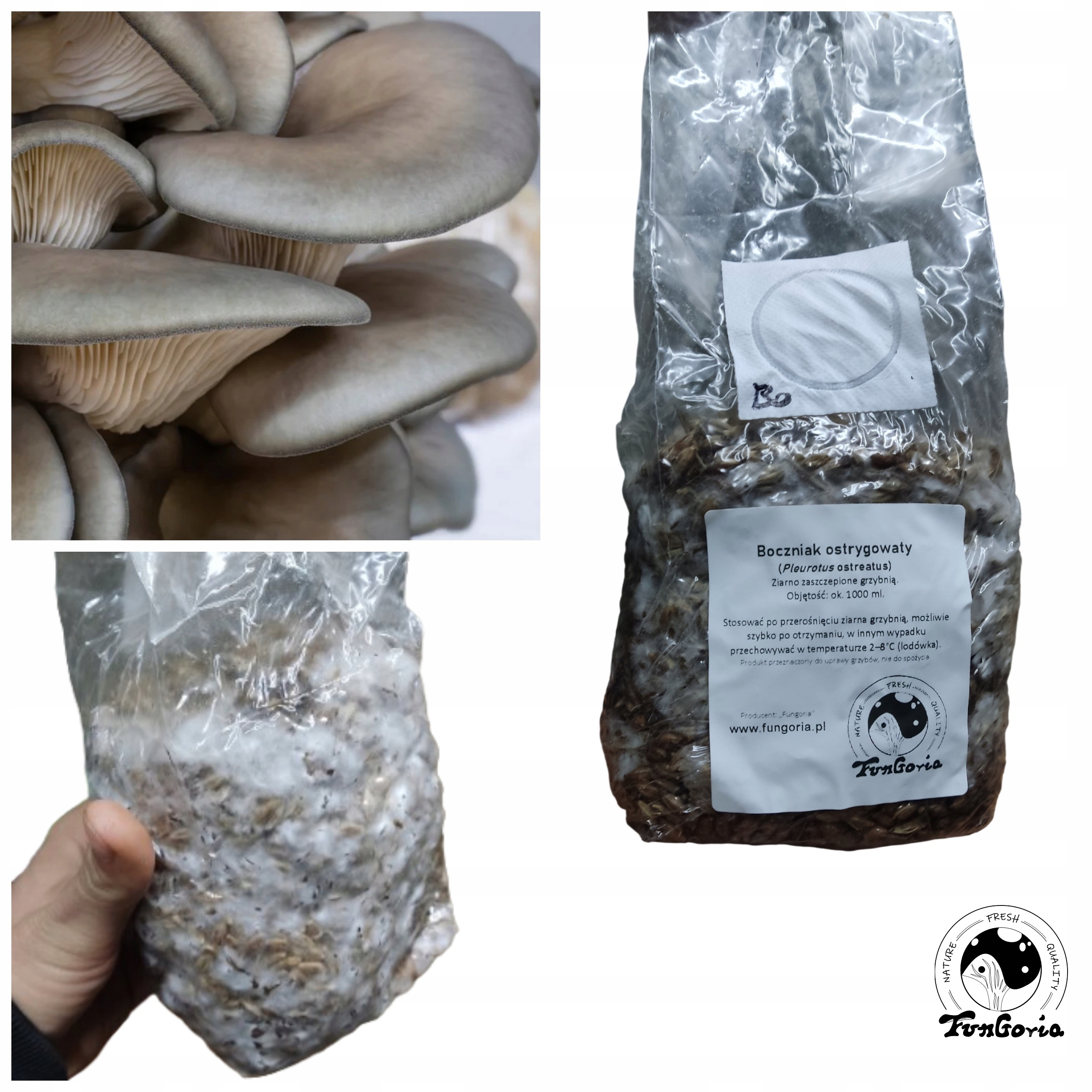 BOCZNIAK OSTRYGOWATY - Grzybnia na ziarnie - 1L - Grain spawn