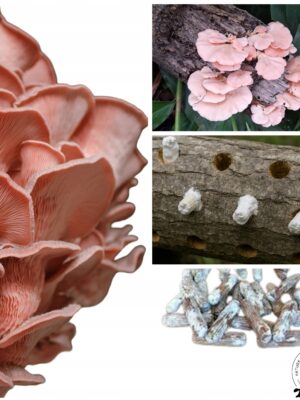 Kołki z grzybnią – Boczniak Różowy - Pleurotus djamor - grzybnia na kołkach