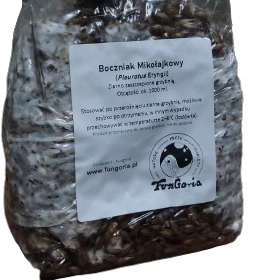 Grzybnia na ziarnie - boczniak mikołajkowy 