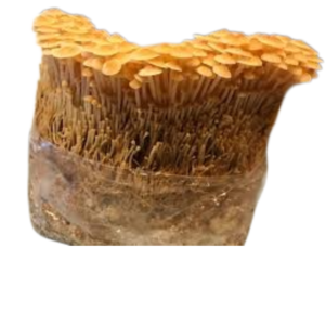 golden_enoki_płomiennica zimowa