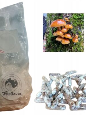 płomiennica zimowa - golden enoki - grzybnia na kołkach - kołki z grzybnią