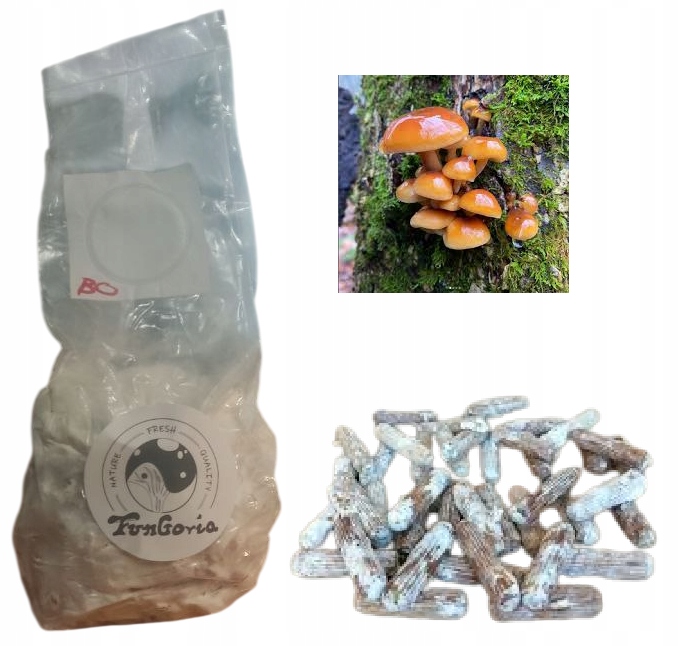 płomiennica zimowa - golden enoki - grzybnia na kołkach - kołki z grzybnią