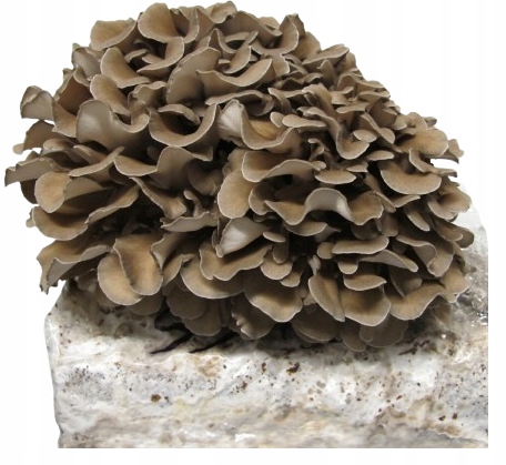 Maitake - Żagwica listkowata - (Grifola frondosa) 10 - 12 ml grzybnia płynna