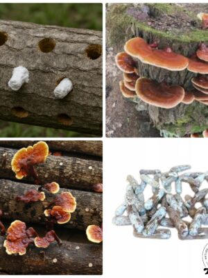 reishi grzybnia na kołkach - kołki z grzybnią
