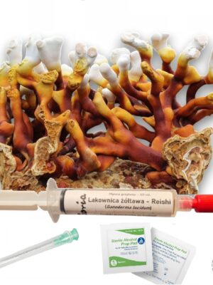 Reishi własna uprawa grzybnia płynna