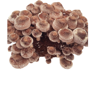 shiitake - twardnik japoński