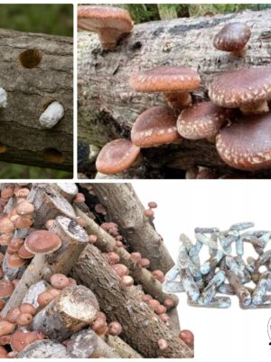 Shiitake na pniach - kołki z grzybnią shiitake