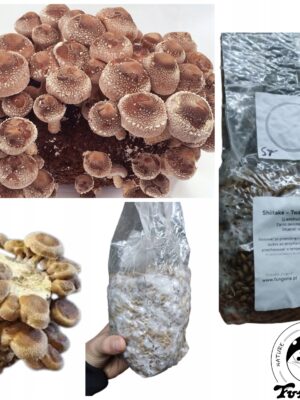 grzybnia na ziarnie - shiitake - twardnik japoński