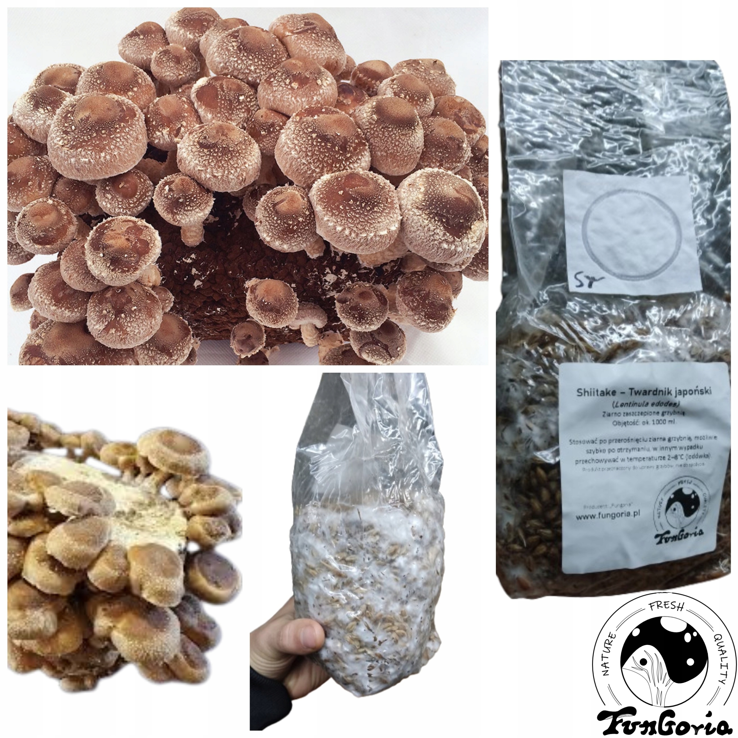 grzybnia na ziarnie - shiitake - twardnik japoński