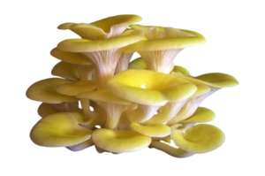 boczniak cytrynowy